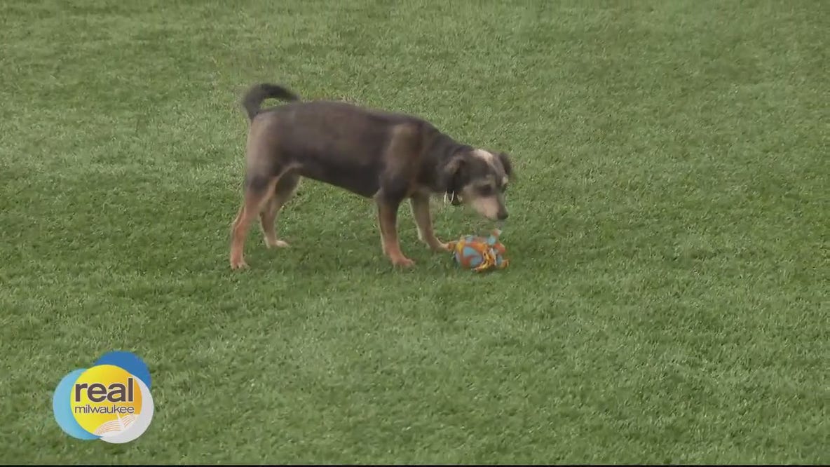 Think Pawsitive Dog Training; classes for dogs